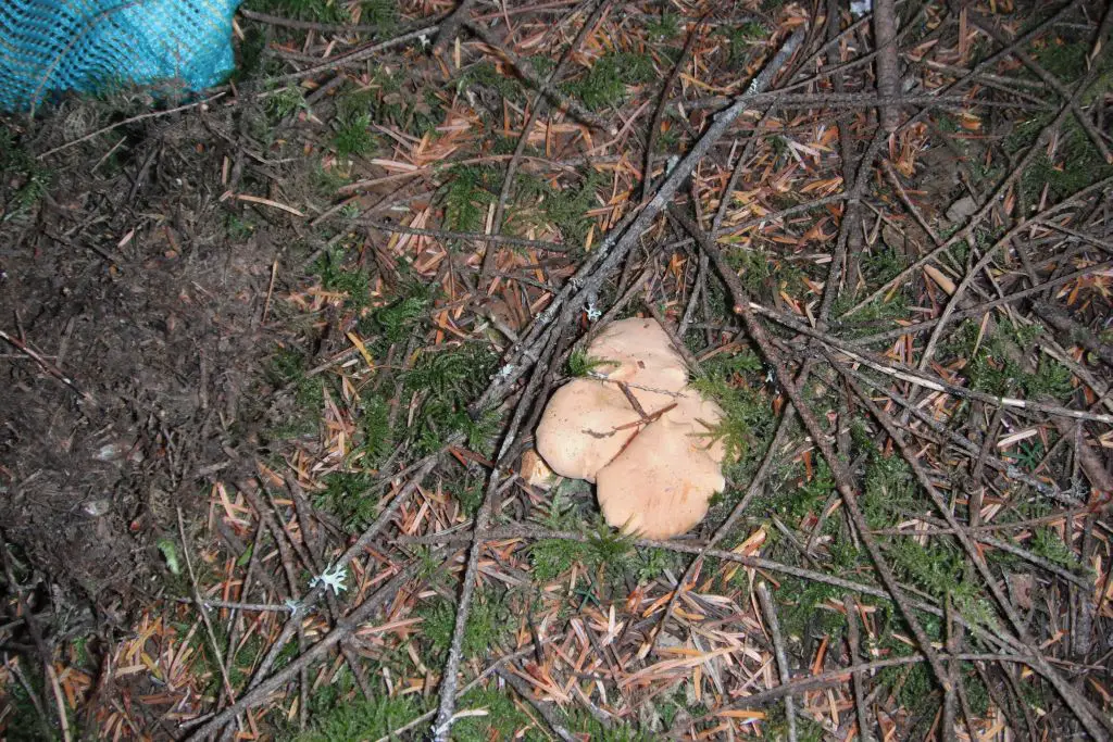 Spot the shroom 3.jpg