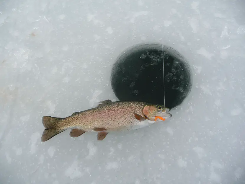 New Yrs Eve and White Fish 034.JPG