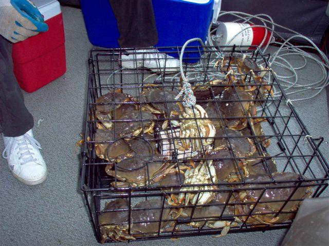 Crabbing_013_Small.jpg