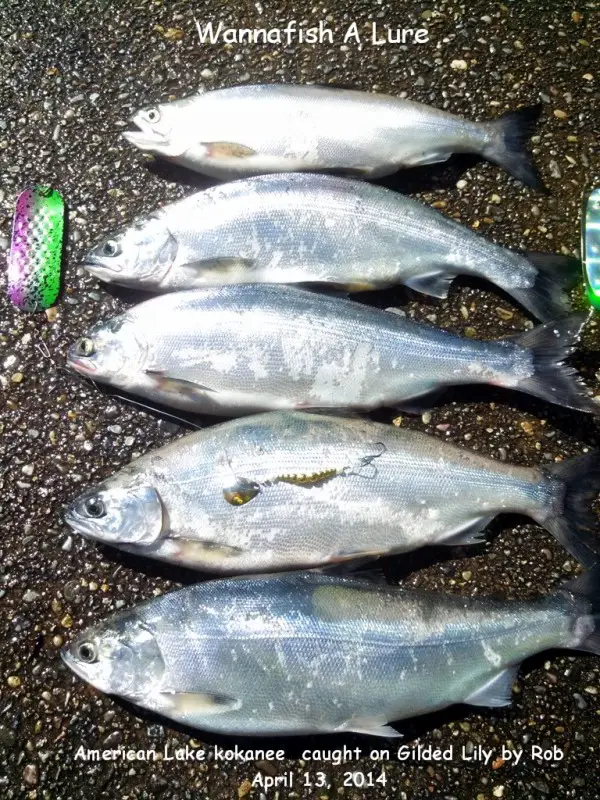 April 13 Am lk kokanee by Rob 1.jpg