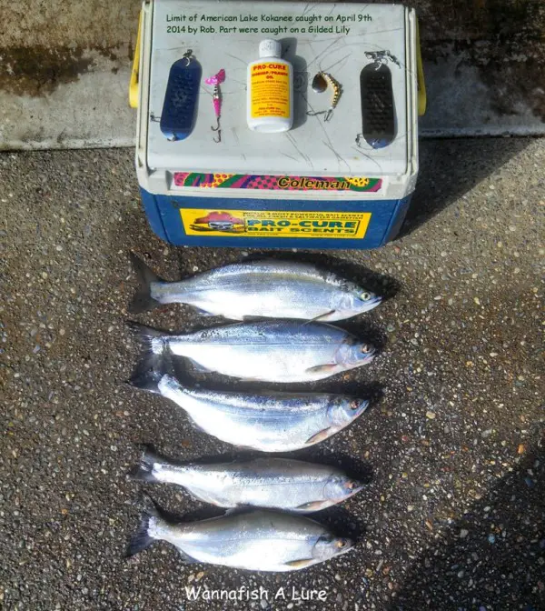 American Lake kokanee from Rob 1.jpg