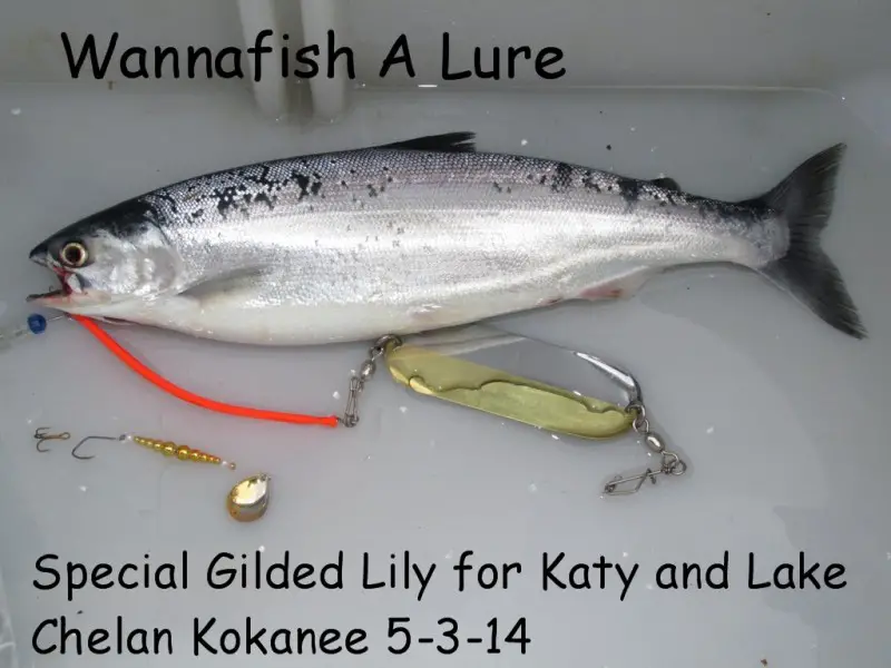 kokanee from Lake Chelan 5-3-14 by Katy re.JPG