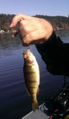 bigfish.png