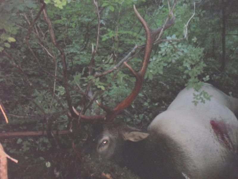 1_elk_AlderLake8-10004.jpg