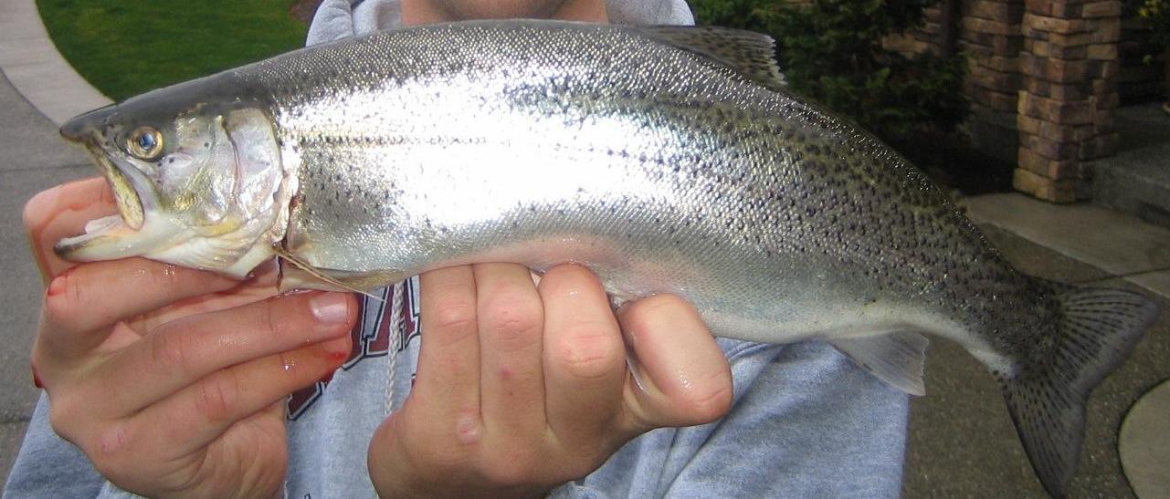 4lbHog.JPG