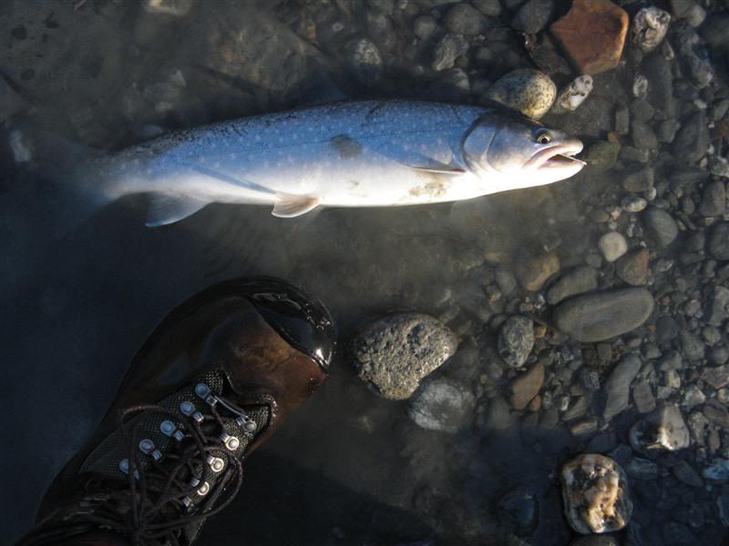 fish_049_Medium.jpg