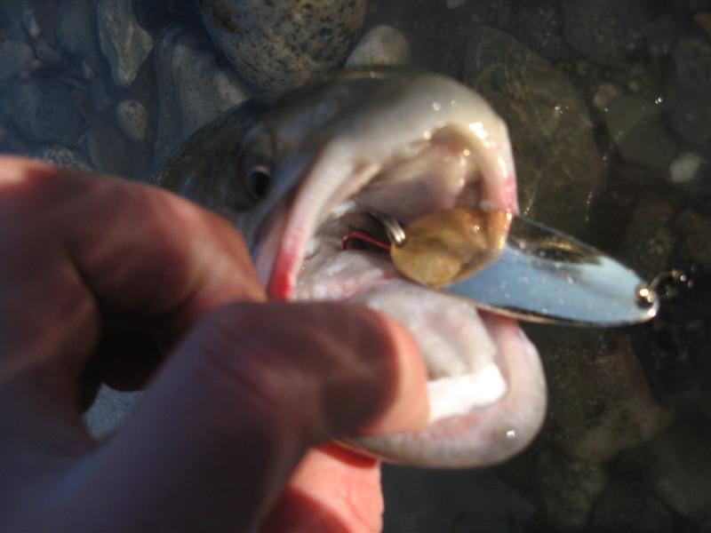 fish_050_Medium.jpg