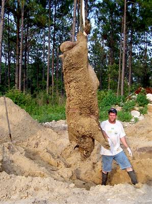 hogzilla.jpg