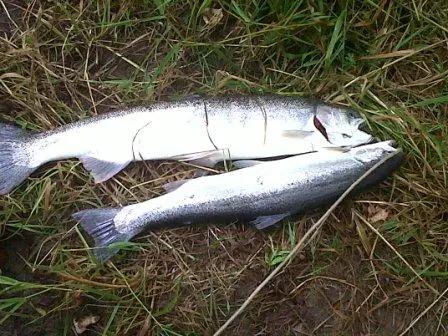 Skykomish-20110721-Double.jpg