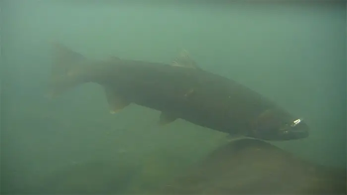sol duc steelhead 3.jpg