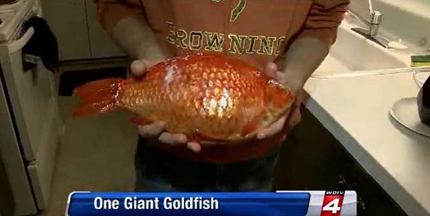 Big Gold fish.jpg