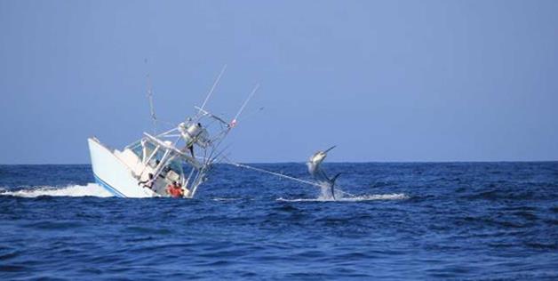 Marlin.jpg