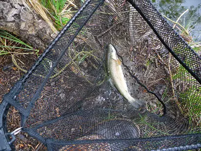 April 4th trout bass perchday 005.JPG