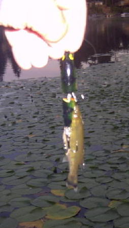 3.5 smallie on 2.75 minnow lure Aug. 8, 2013 small.jpg