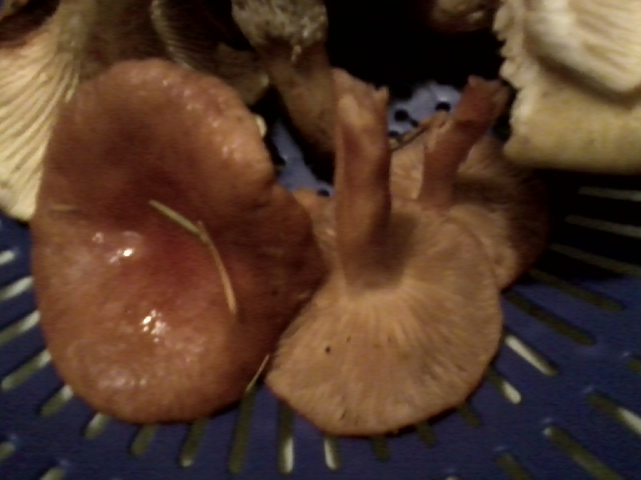 11-13 fungi 002.jpg